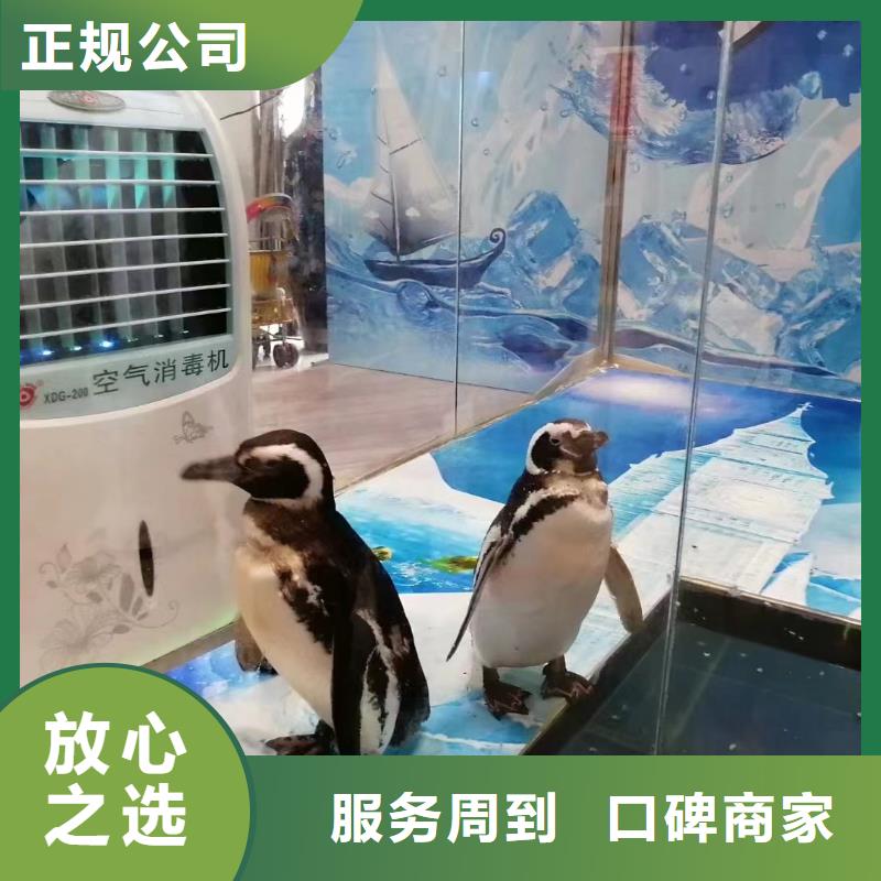 海洋主题动物表演羊驼出租专业团队
