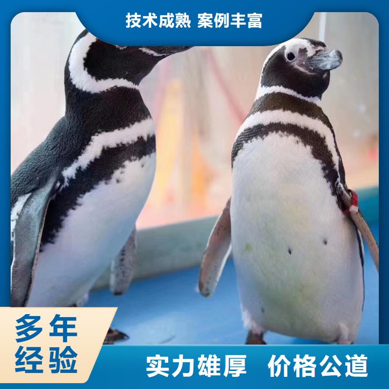 海洋主题动物表演海洋展租赁技术精湛