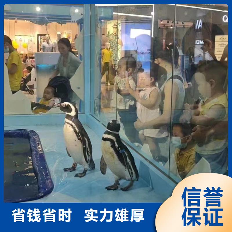 海洋主题动物表演美人鱼表演放心之选