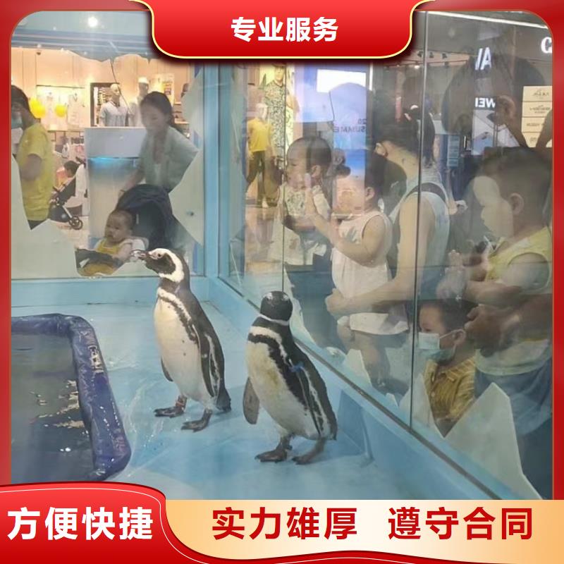 海狮出租公司免费策划