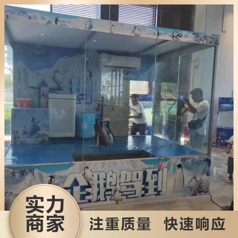 海洋主题动物表演,动物表演出租齐全