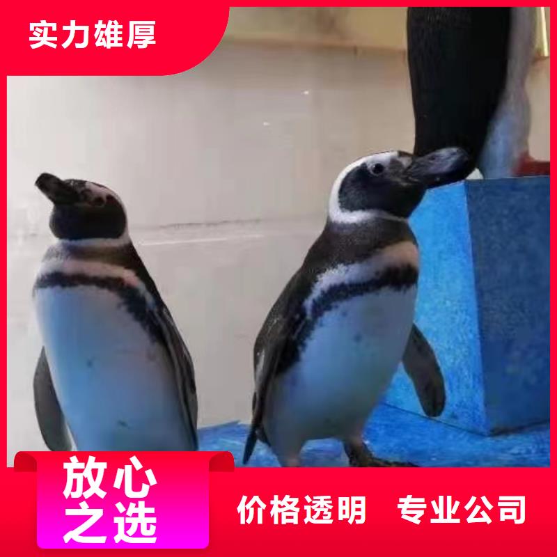 海洋主题动物表演马戏团表演出租租赁注重质量