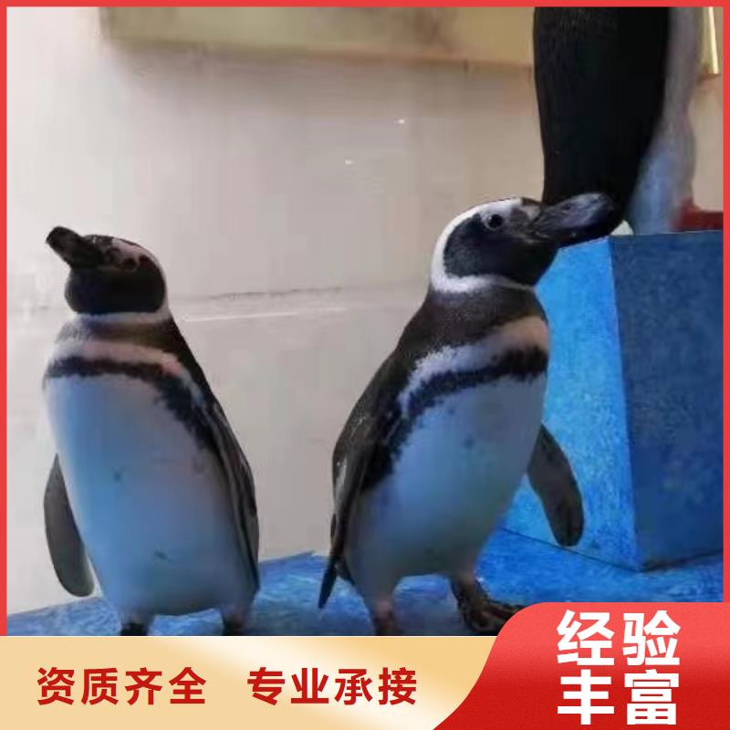 哪有出租海狮表演的