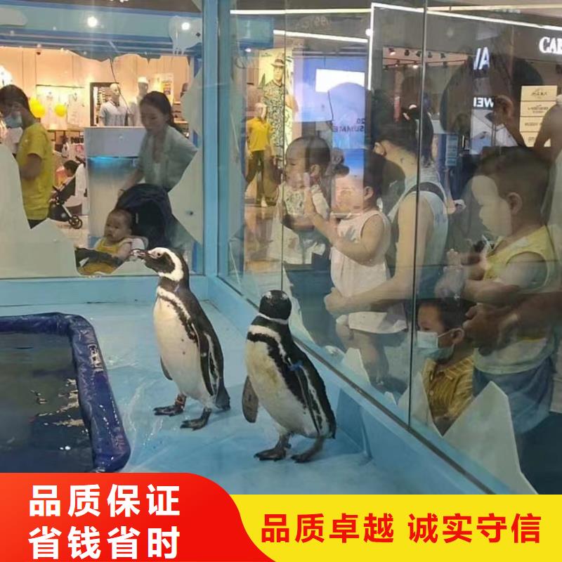 哪有租赁美人鱼表演的主题展览