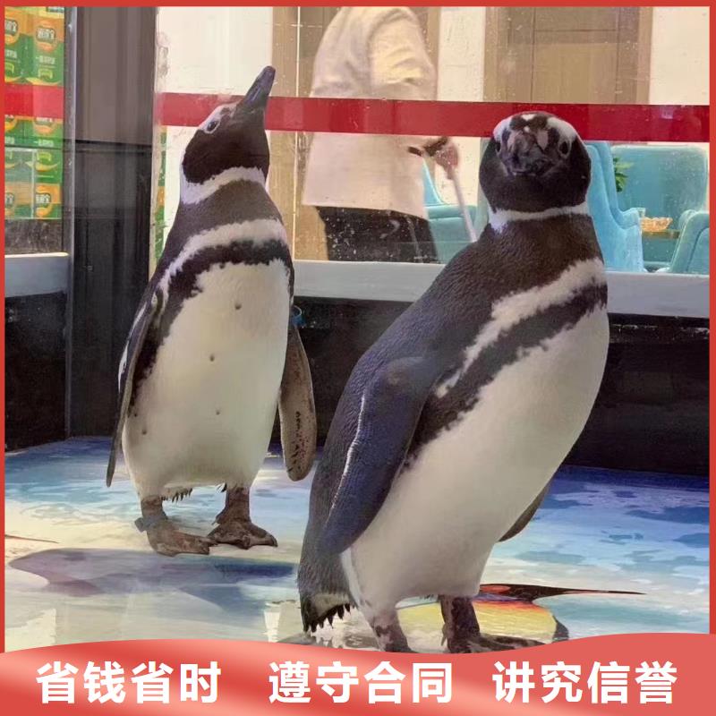 海洋主题动物表演企鹅出租品质卓越