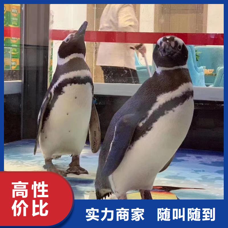 海洋主题动物表演 【海狮表演出租】服务热情