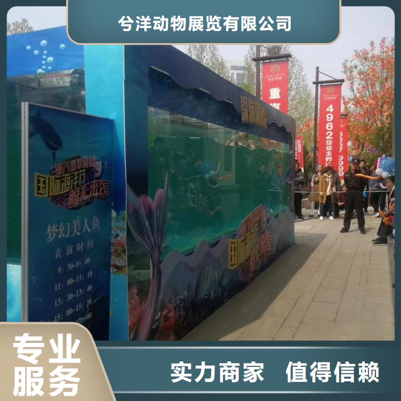 企鹅出租