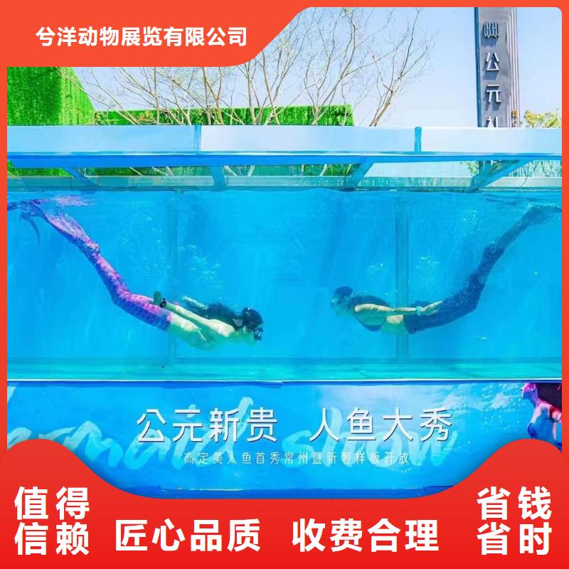 海洋主题动物表演-海狮表演出租正规