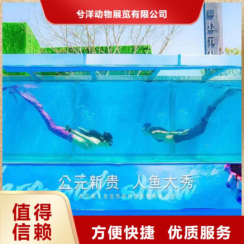 海洋主题动物表演【鹦鹉表演租赁】放心