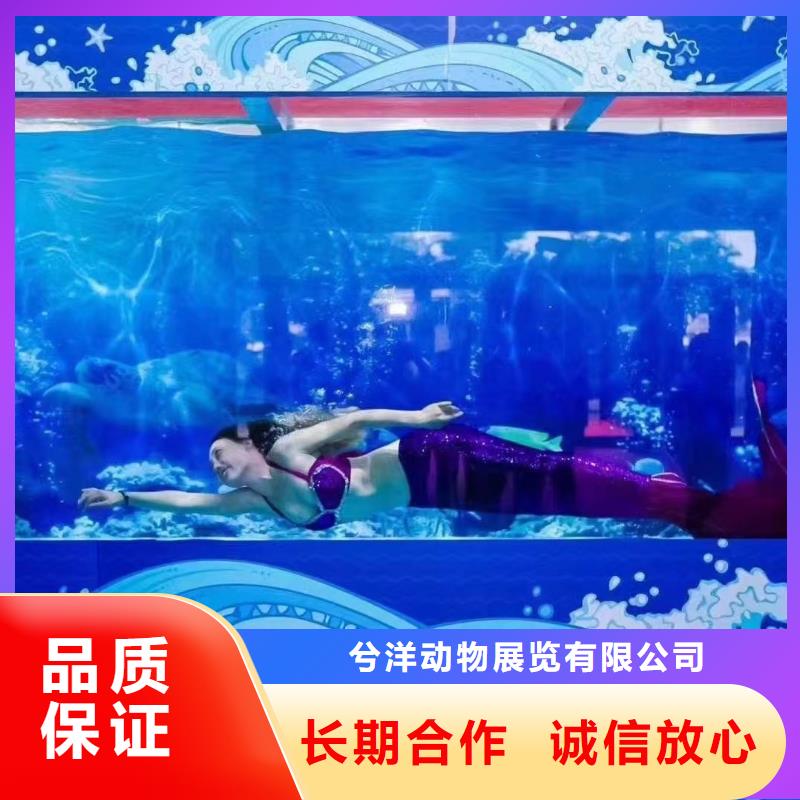 海洋主题动物表演,企鹅租赁2025公司精心