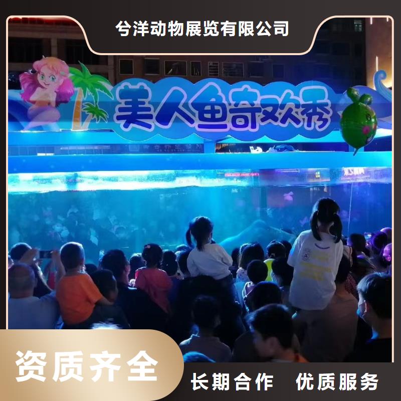 海洋主题动物表演-【出租海狮表演】解决方案