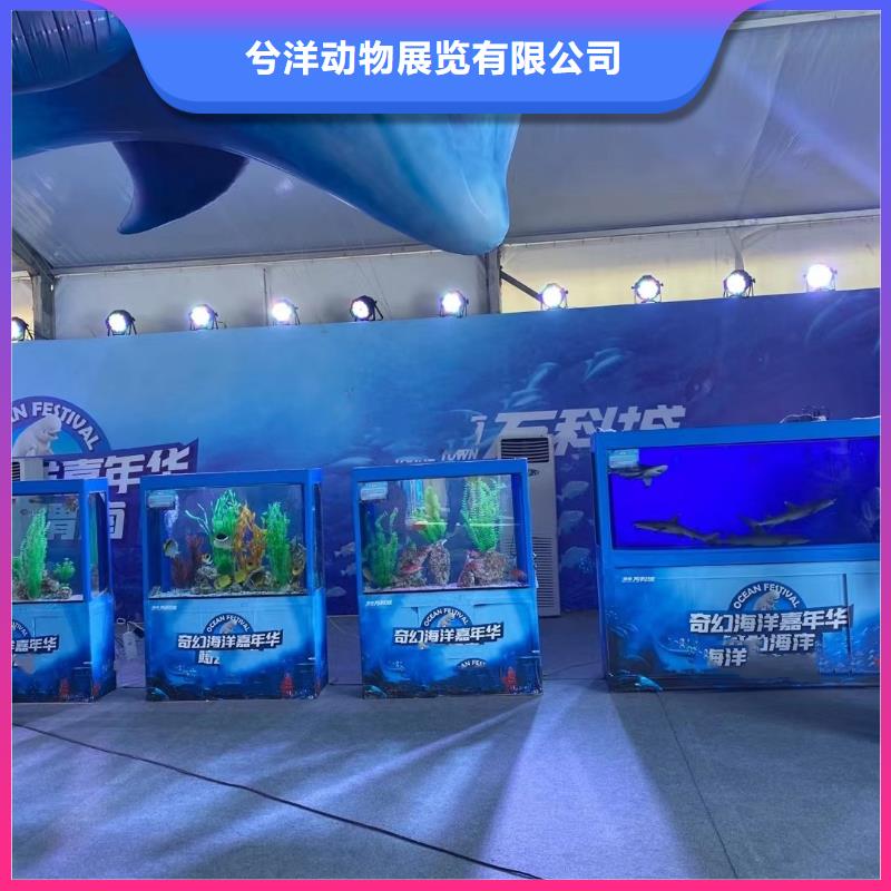 海洋主题动物表演,海狮表演出租方便快捷