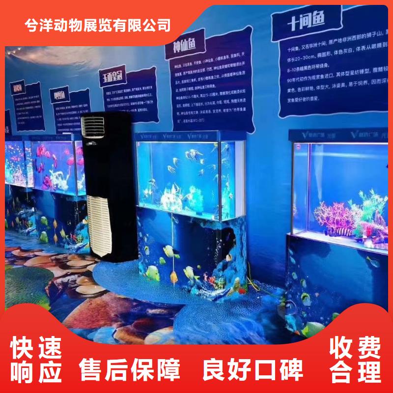 海洋主题动物表演 海狮表演出租品质优