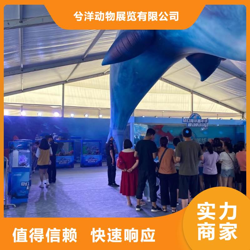 海洋主题动物表演-企鹅租赁技术可靠