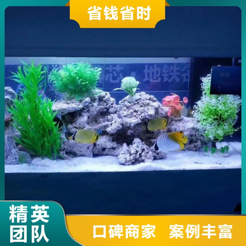 海洋主题动物表演羊驼出租专业团队