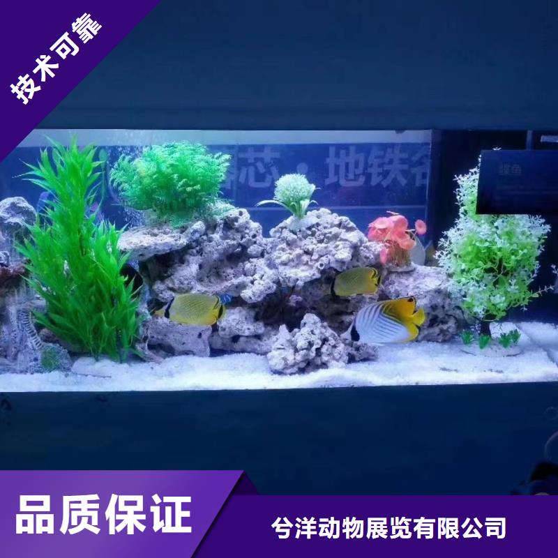 海洋生物展出租公司活动图片