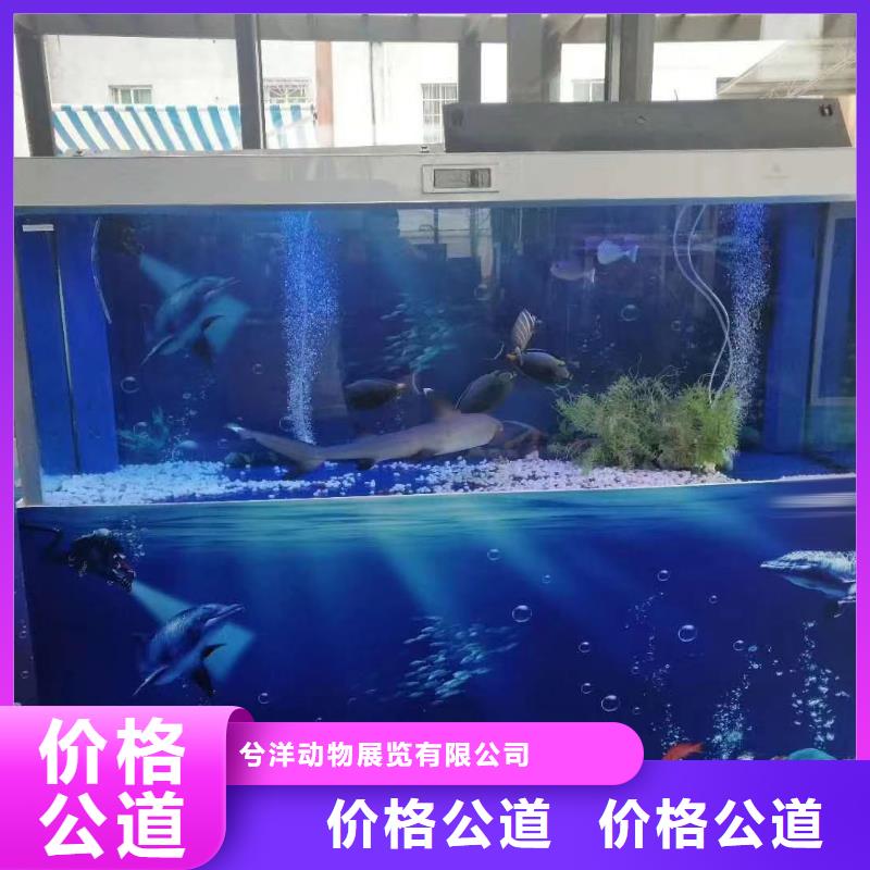 海洋主题动物表演_海狮表演出租口碑商家