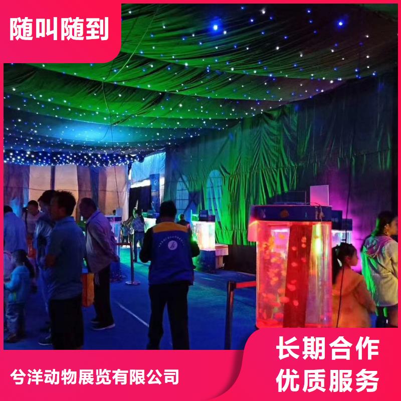 海洋主题动物表演-【出租海狮表演】解决方案