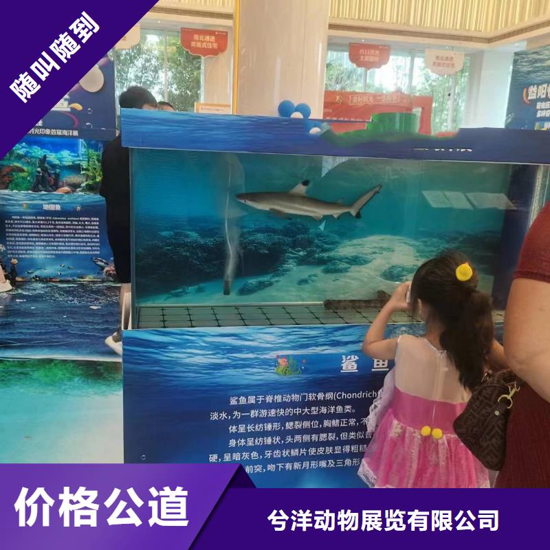 海洋主题动物表演环球飞车表演出租快捷