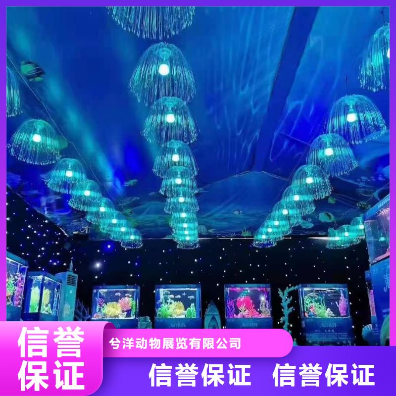海洋主题动物表演【鹦鹉表演租赁】放心