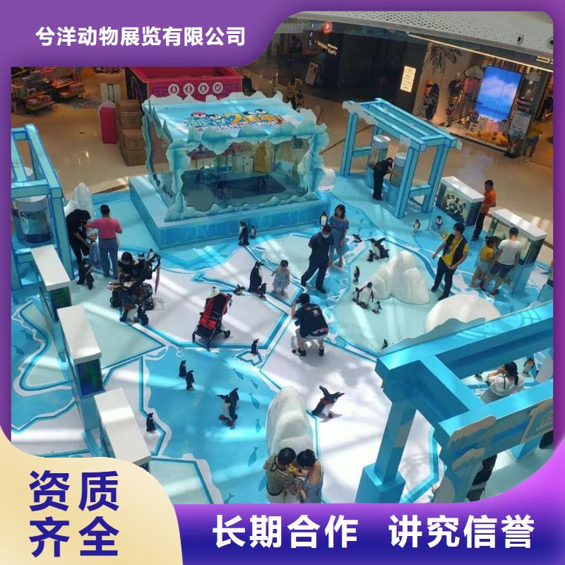 海洋主题动物表演马戏团表演技术成熟