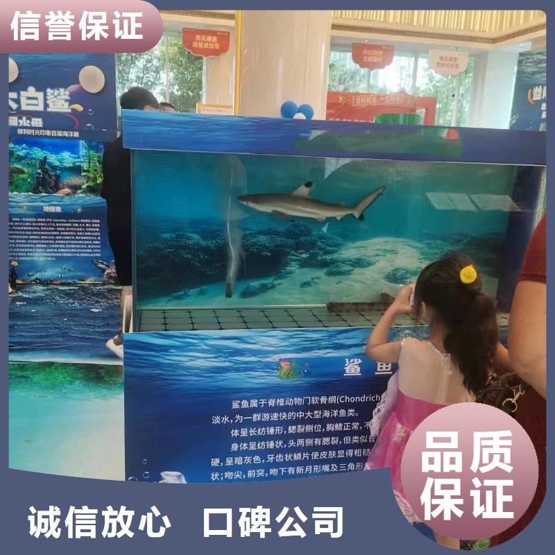 海洋主题动物表演-海狮表演出租正规