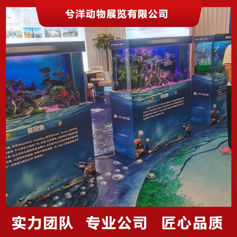 【海洋主题动物表演】动物杂技表演经验丰富