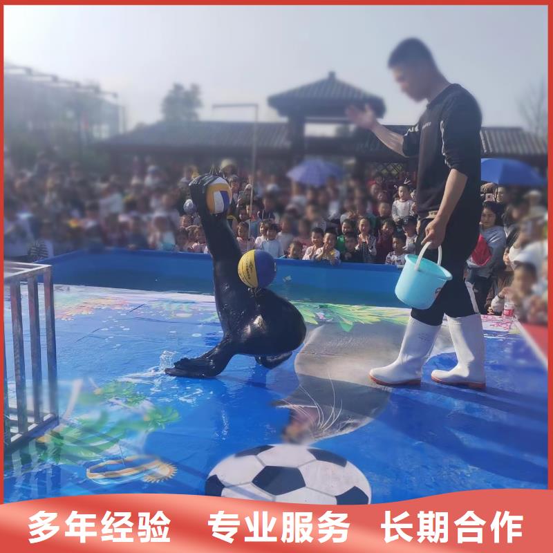 海洋主题动物表演【企鹅演出】技术好