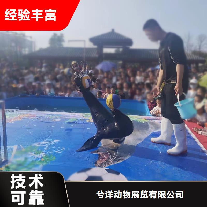 哪有出租海狮表演的资源丰富