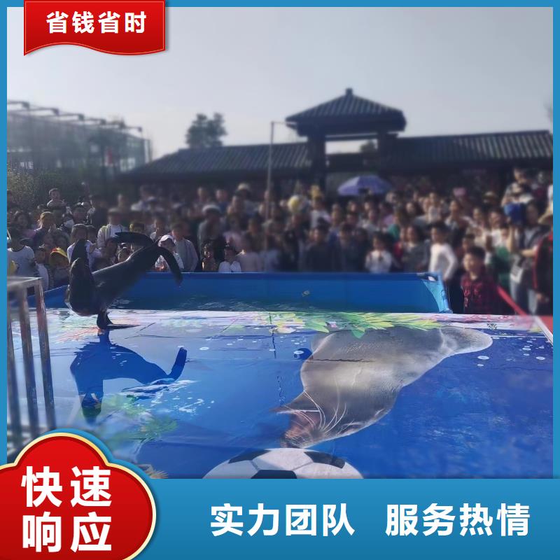 海洋主题动物表演羊驼出租专业团队