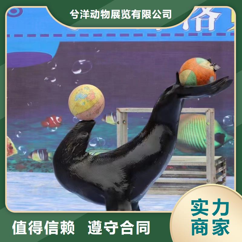 【海洋主题动物表演】-马戏团表演一对一服务