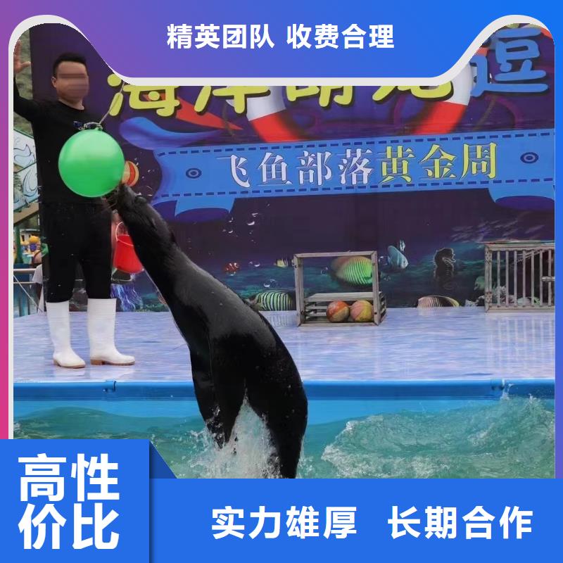 海洋主题动物表演,企鹅租赁2025公司精心