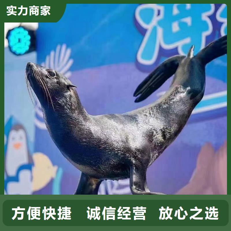 租赁海狮表演主题展览