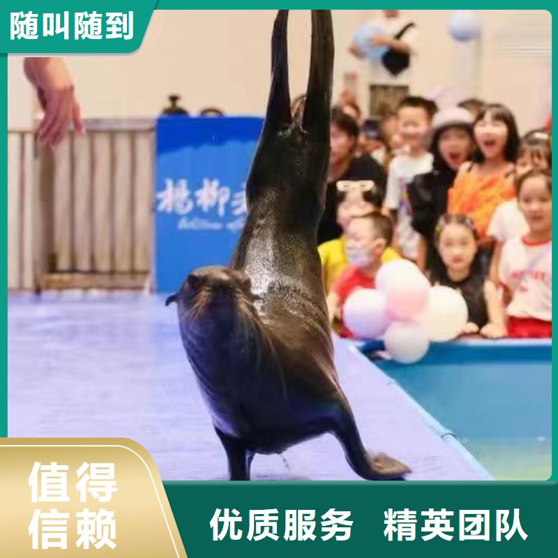 海洋主题动物表演马戏团表演出租租赁注重质量