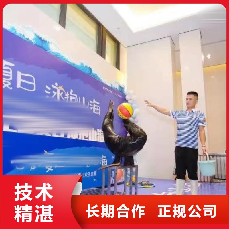 海洋主题动物表演-【出租海狮表演】解决方案