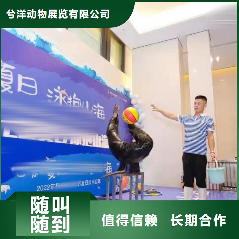 企鹅出租