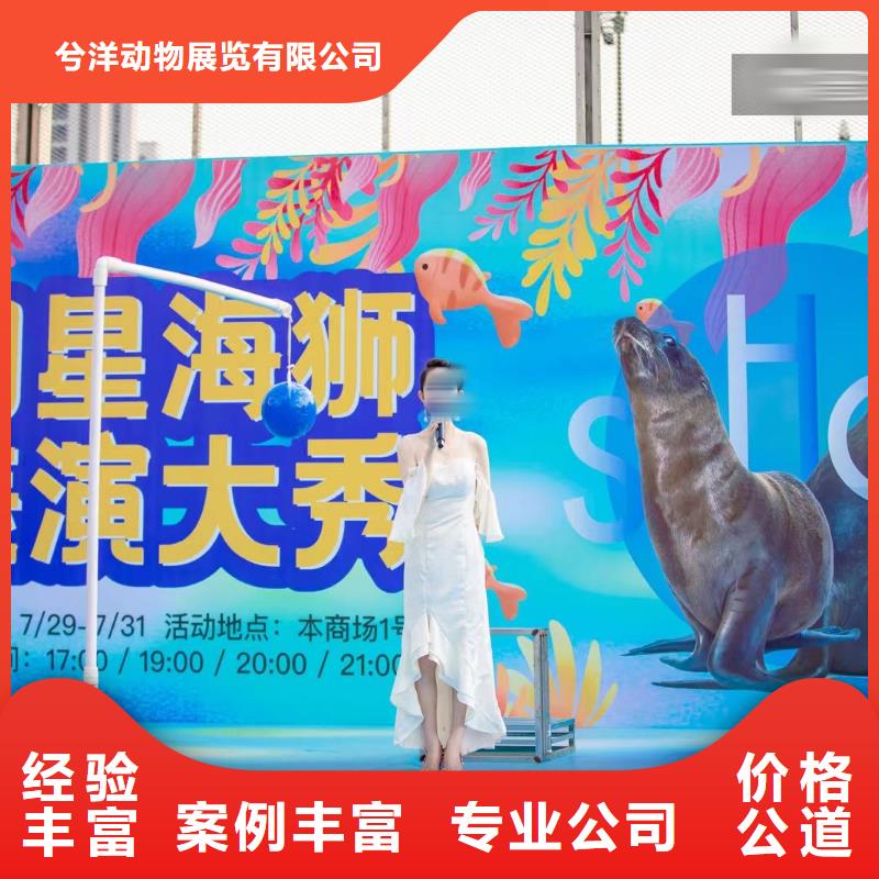 哪有出租海狮表演的资源丰富