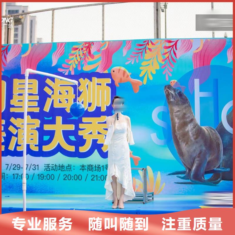 海洋主题动物表演观赏性羊驼租赁解决方案