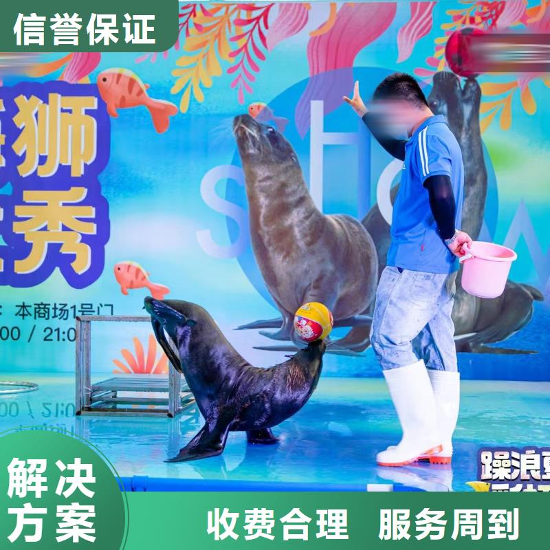 海洋主题动物表演海狮表演出租案例丰富