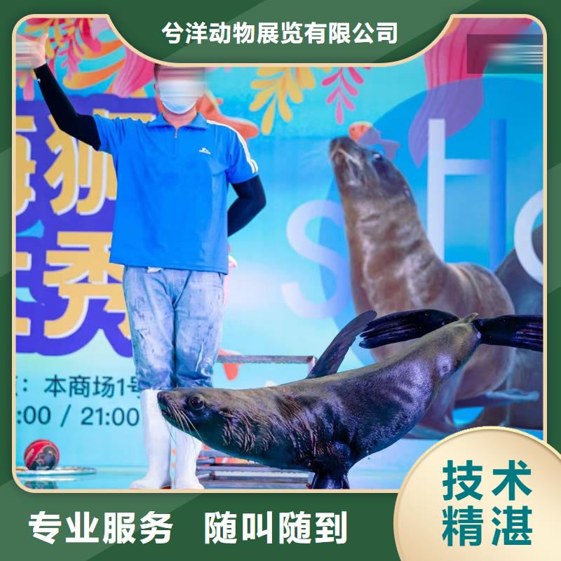 【海洋主题动物表演】动物杂技表演经验丰富