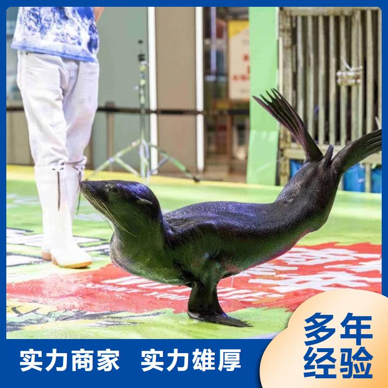 企鹅出租图片