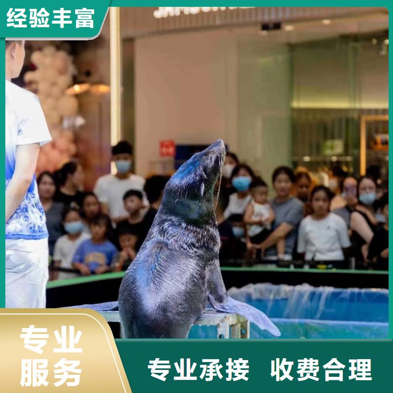 海洋主题动物表演海狮表演出租案例丰富