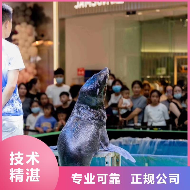 海洋主题动物表演,【羊驼出租】免费咨询