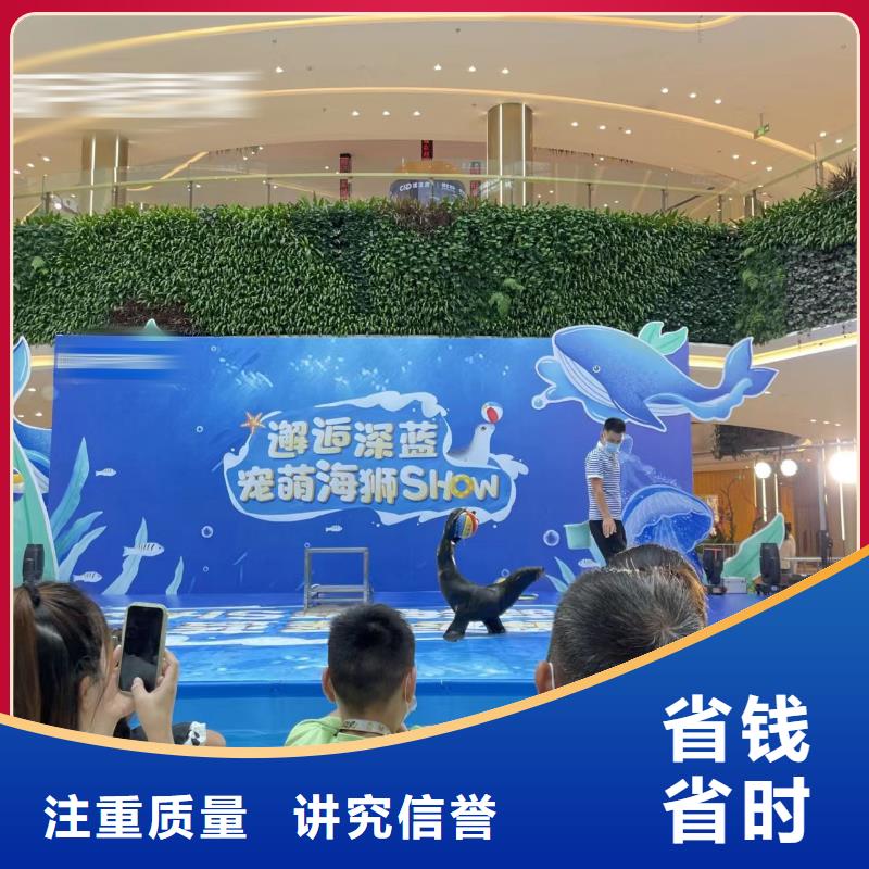 海洋主题动物表演 小马戏表演出租技术精湛
