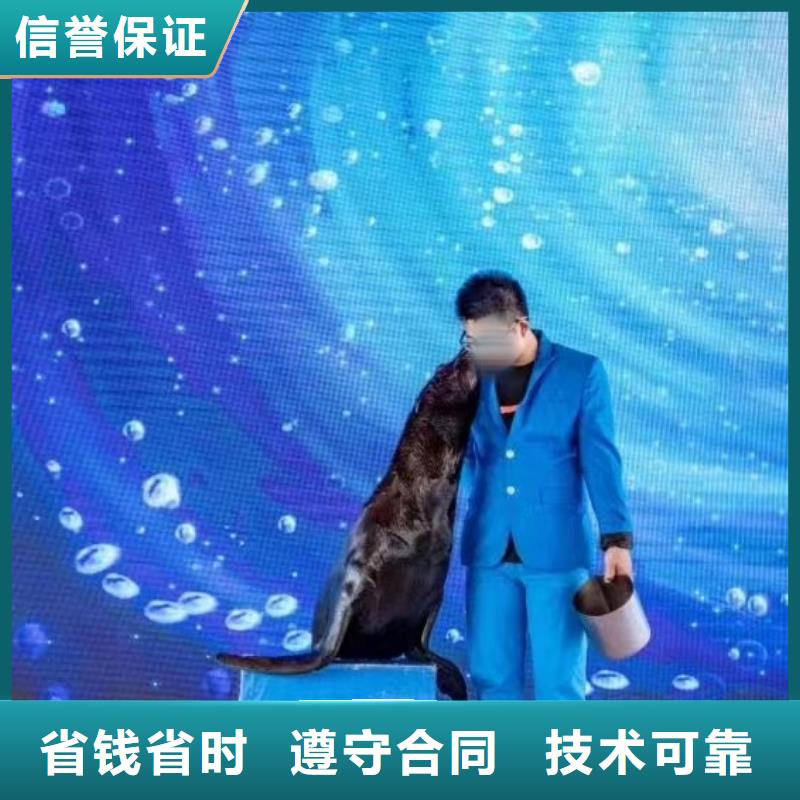 【海洋主题动物表演】动物杂技表演经验丰富