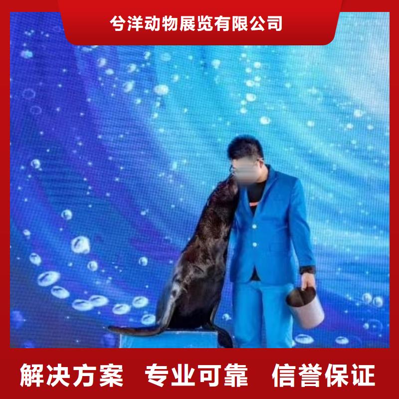 海洋主题动物表演【杂耍演出】价格低于同行