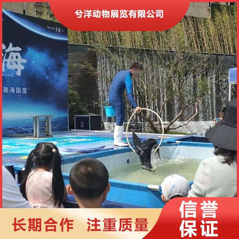 出租海狮表演创意方案