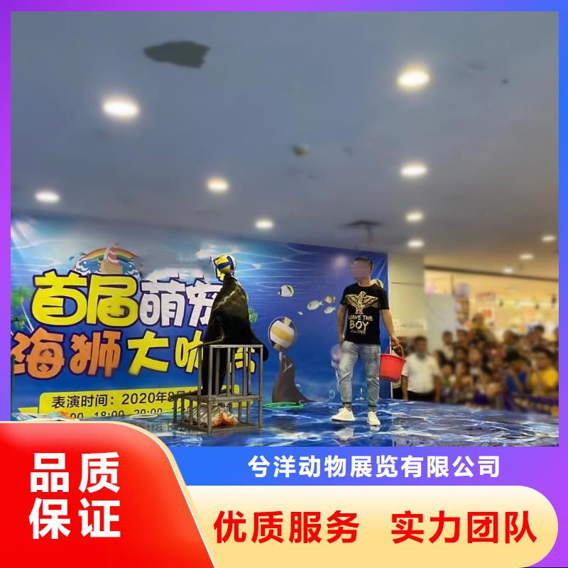 租赁海狮表演主题展览