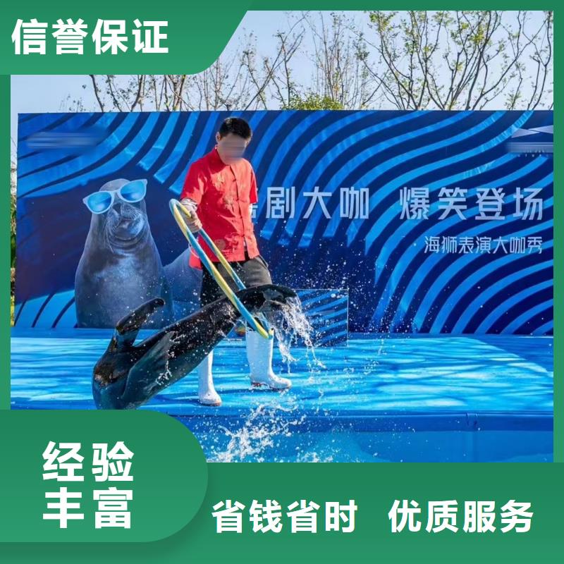 海洋主题动物表演 【海狮表演出租】服务热情
