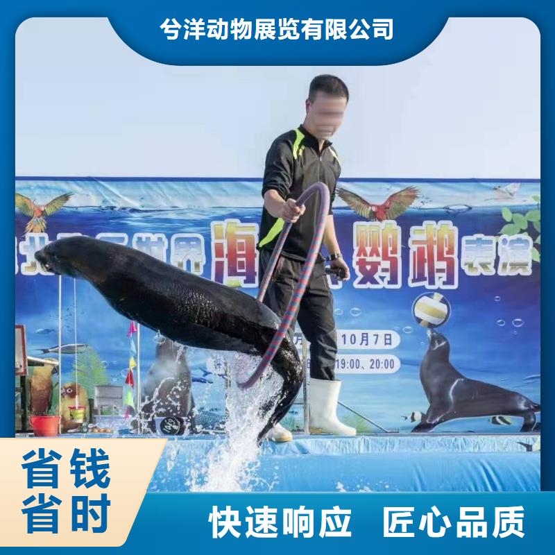海洋主题动物表演 小马戏表演出租技术精湛